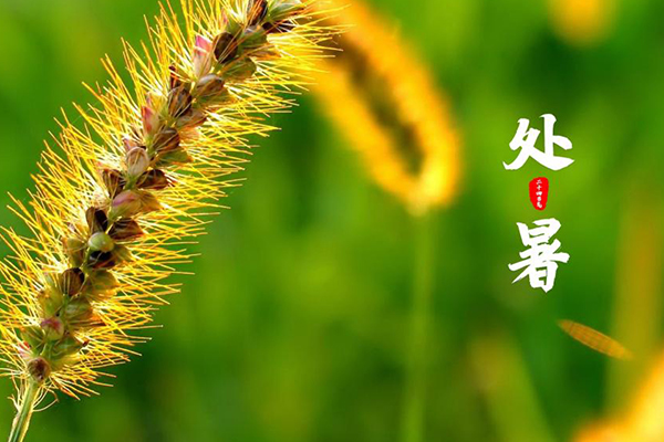 千家源生態(tài)板 | 處暑至，天漸涼